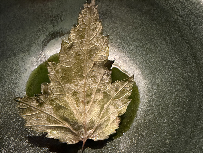 blackcurrant leaf